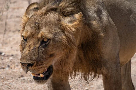 safari fotografico di tredici giorni in novembre nel sud Tanzania visitando Nyerere (Selous), Mikumi e Ruaha