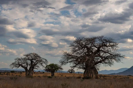 safari fotografico di tredici giorni in novembre nel sud Tanzania visitando Nyerere (Selous), Mikumi e Ruaha
