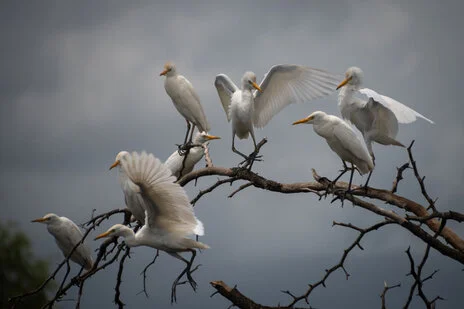 safari fotografico di tredici giorni in novembre nel sud Tanzania visitando Nyerere (Selous), Mikumi e Ruaha