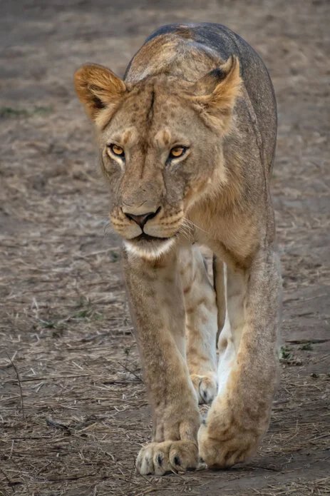 safari fotografico di tredici giorni in novembre nel sud Tanzania visitando Nyerere (Selous), Mikumi e Ruaha