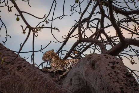 safari fotografico di tredici giorni in novembre nel sud Tanzania visitando Nyerere (Selous), Mikumi e Ruaha