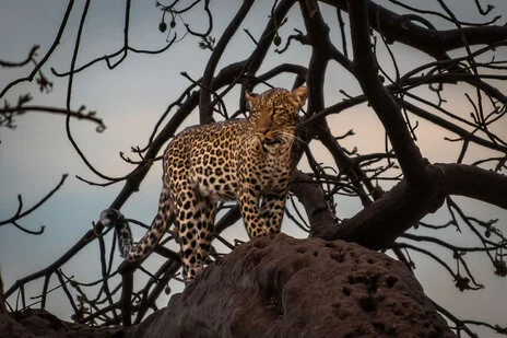 safari fotografico di tredici giorni in novembre nel sud Tanzania visitando Nyerere (Selous), Mikumi e Ruaha