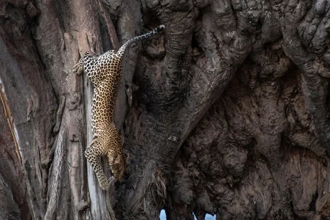 safari fotografico di tredici giorni in novembre nel sud Tanzania visitando Nyerere (Selous), Mikumi e Ruaha