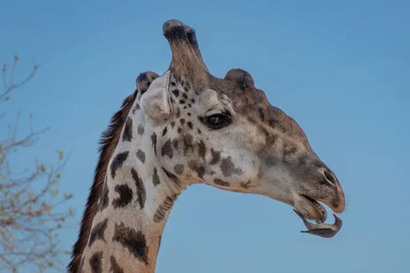 safari fotografico di tredici giorni in novembre nel sud Tanzania visitando Nyerere (Selous), Mikumi e Ruaha
