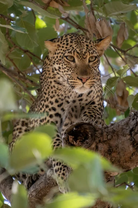 safari fotografico di tredici giorni in novembre nel sud Tanzania visitando Nyerere (Selous), Mikumi e Ruaha