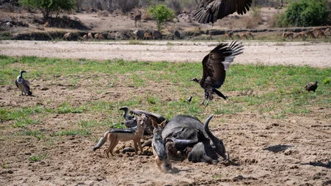 safari fotografico di tredici giorni in novembre nel sud Tanzania visitando Nyerere (Selous), Mikumi e Ruaha