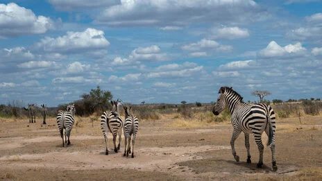 safari fotografico di tredici giorni in novembre nel sud Tanzania visitando Nyerere (Selous), Mikumi e Ruaha