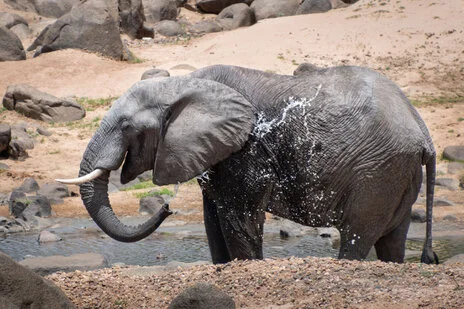 safari fotografico di tredici giorni in novembre nel sud Tanzania visitando Nyerere (Selous), Mikumi e Ruaha