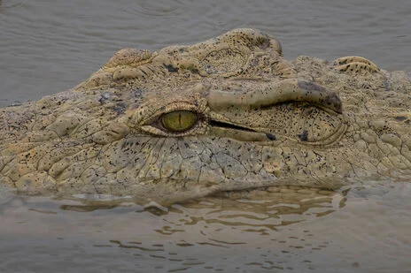 safari fotografico di tredici giorni in novembre nel sud Tanzania visitando Nyerere (Selous), Mikumi e Ruaha