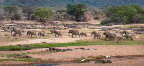 safari fotografico di tredici giorni in novembre nel sud Tanzania visitando Nyerere (Selous), Mikumi e Ruaha
