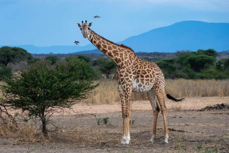 safari fotografico di tredici giorni in novembre nel sud Tanzania visitando Nyerere (Selous), Mikumi e Ruaha