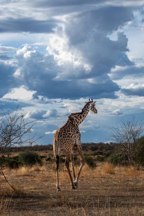safari fotografico di tredici giorni in novembre nel sud Tanzania visitando Nyerere (Selous), Mikumi e Ruaha