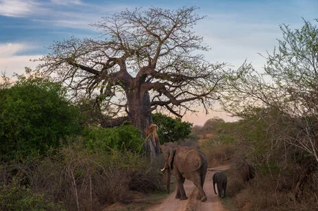 safari fotografico di tredici giorni in novembre nel sud Tanzania visitando Nyerere (Selous), Mikumi e Ruaha