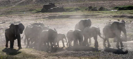 safari fotografico di tredici giorni in novembre nel sud Tanzania visitando Nyerere (Selous), Mikumi e Ruaha