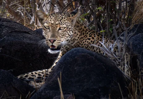 safari fotografico di tredici giorni in novembre nel sud Tanzania visitando Nyerere (Selous), Mikumi e Ruaha