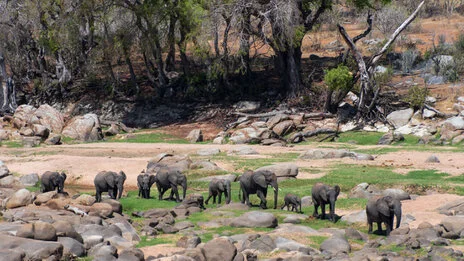 safari fotografico di tredici giorni in novembre nel sud Tanzania visitando Nyerere (Selous), Mikumi e Ruaha