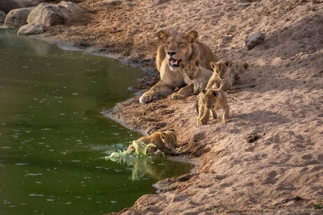 safari fotografico di tredici giorni in novembre nel sud Tanzania visitando Nyerere (Selous), Mikumi e Ruaha