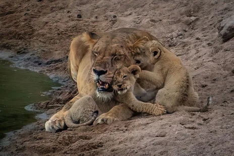 safari fotografico di tredici giorni in novembre nel sud Tanzania visitando Nyerere (Selous), Mikumi e Ruaha