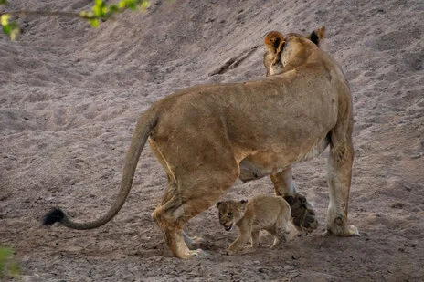 safari fotografico di tredici giorni in novembre nel sud Tanzania visitando Nyerere (Selous), Mikumi e Ruaha