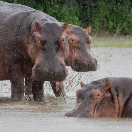 safari fotografico di tredici giorni in novembre nel sud Tanzania visitando Nyerere (Selous), Mikumi e Ruaha