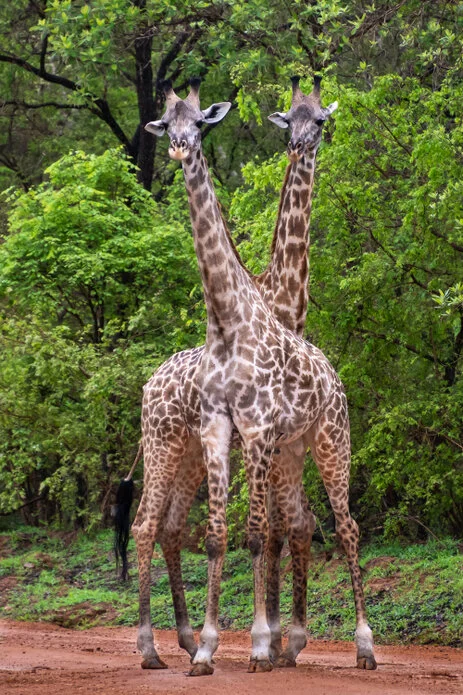 safari fotografico di tredici giorni in novembre nel sud Tanzania visitando Nyerere (Selous), Mikumi e Ruaha
