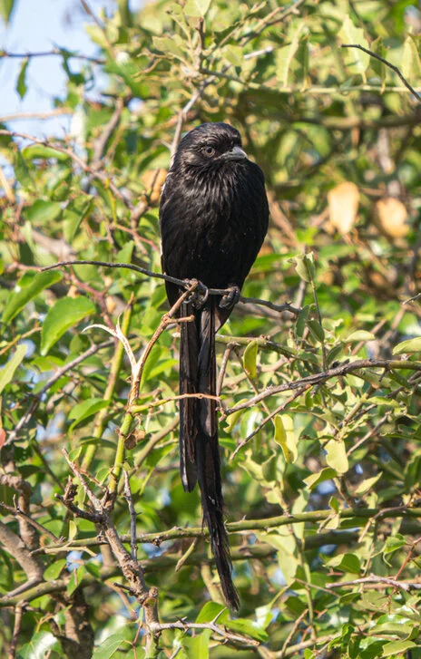 Bird watching photo safari northern Tanzania