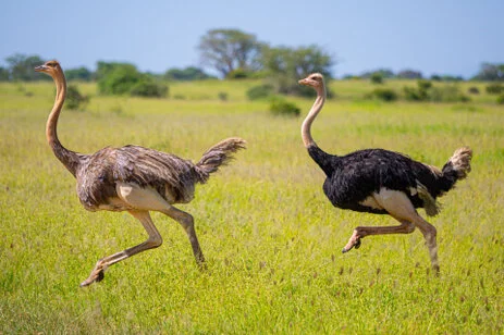 Bird watching photo safari northern Tanzania