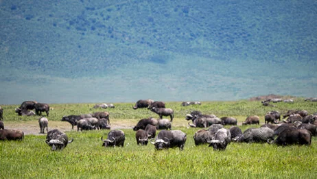 Bird watching photo safari northern Tanzania