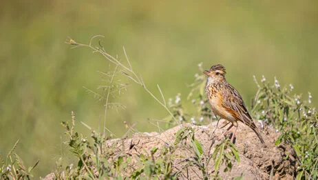 Bird watching photo safari northern Tanzania