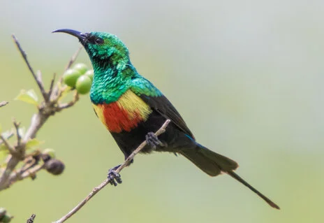 Bird watching photo safari northern Tanzania