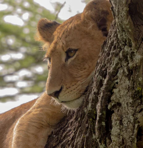 Bird watching photo safari northern Tanzania