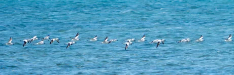 Bird watching photo safari northern Tanzania