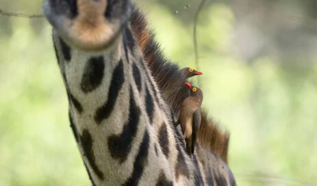 Bird watching photo safari northern Tanzania