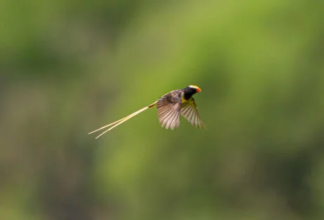 Bird watching photo safari northern Tanzania