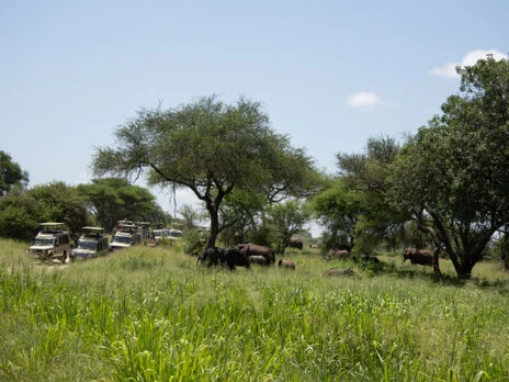 Bird watching photo safari northern Tanzania