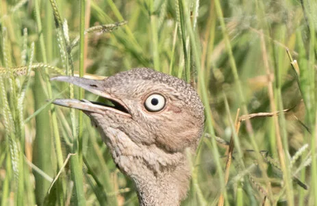 Bird watching photo safari northern Tanzania