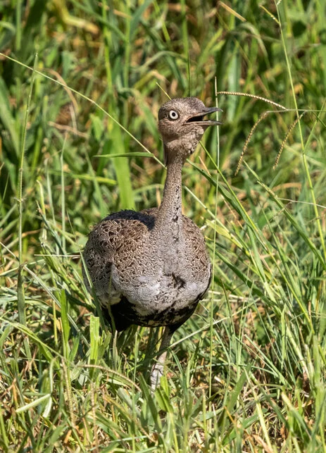 Bird watching photo safari northern Tanzania