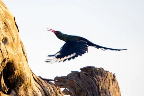 Bird watching photo safari northern Tanzania