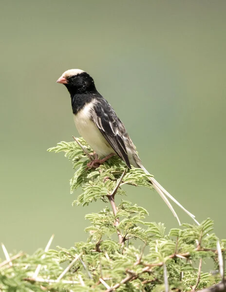 Bird watching photo safari northern Tanzania