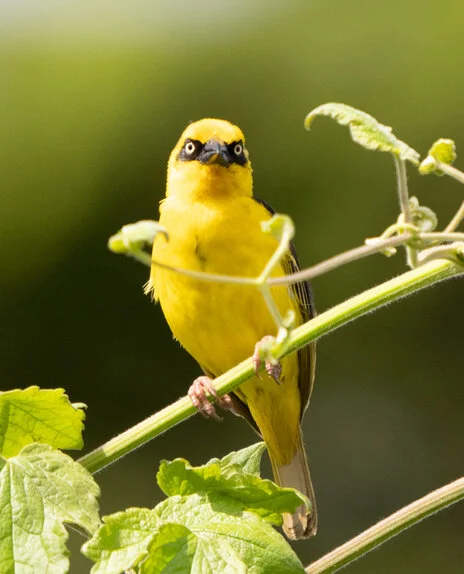 Bird watching photo safari northern Tanzania