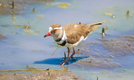 Bird watching photo safari northern Tanzania