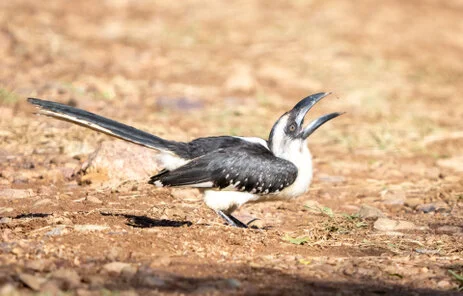 Bird watching photo safari northern Tanzania