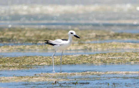 Bird watching photo safari northern Tanzania