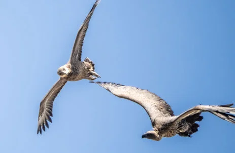 11 giorni di safari fotografico in febbraio per Birdwatching tra Tarangire, Ngorongoro e Serengeti. Oltre 300 volatili recensiti e ripresi