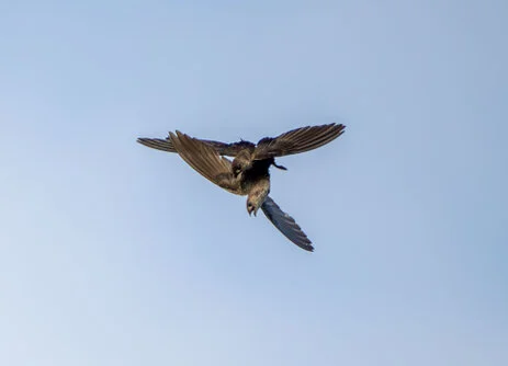 11 giorni di safari fotografico in febbraio per Birdwatching tra Tarangire, Ngorongoro e Serengeti. Oltre 300 volatili recensiti e ripresi