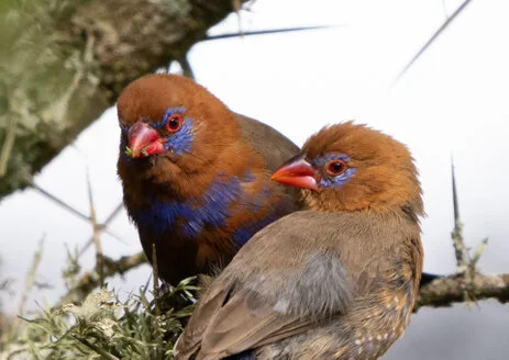 11 giorni di safari fotografico in febbraio per Birdwatching tra Tarangire, Ngorongoro e Serengeti. Oltre 300 volatili recensiti e ripresi