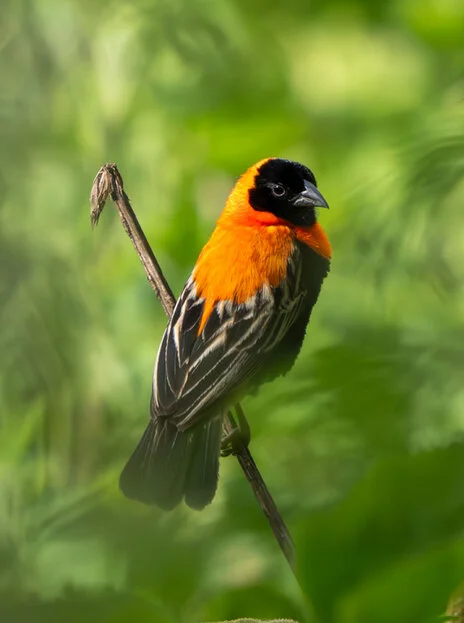 11 giorni di safari fotografico in febbraio per Birdwatching tra Tarangire, Ngorongoro e Serengeti. Oltre 300 volatili recensiti e ripresi
