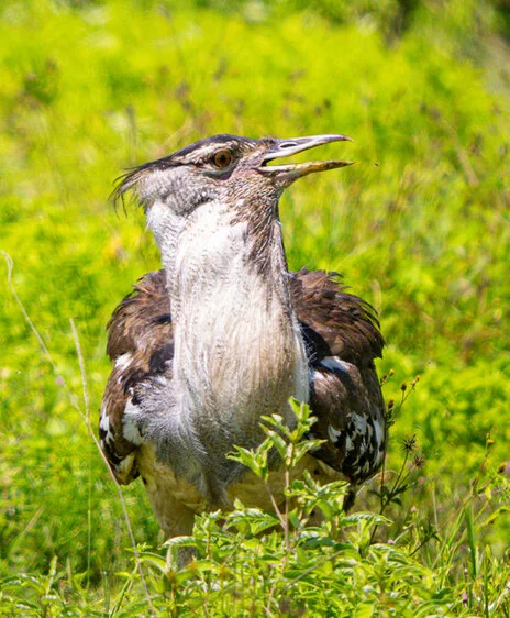 11 giorni di safari fotografico in febbraio per Birdwatching tra Tarangire, Ngorongoro e Serengeti. Oltre 300 volatili recensiti e ripresi