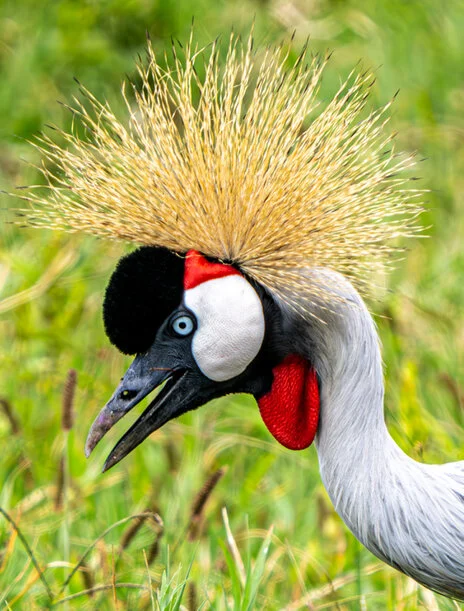 11 giorni di safari fotografico in febbraio per Birdwatching tra Tarangire, Ngorongoro e Serengeti. Oltre 300 volatili recensiti e ripresi