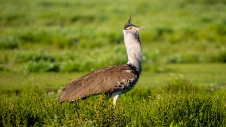 11 giorni di safari fotografico in febbraio per Birdwatching tra Tarangire, Ngorongoro e Serengeti. Oltre 300 volatili recensiti e ripresi